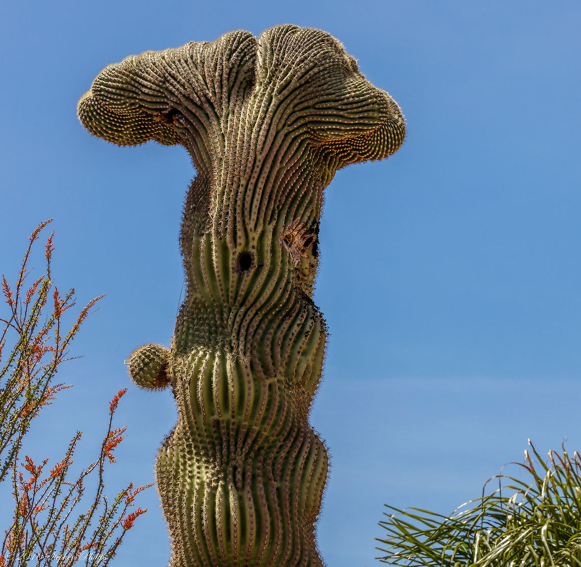 Not your normal Saguaro Even when saguaro cacti grow in their normal form, they rarely grow symmetrically. Saguaros sometimes grow in odd or misshapen forms. The growing tip occasionally produces a fan-like form which is referred to as crested or cristate. Though these crested saguaros are somewhat rare, over 25 have been found within the boundaries within one of the state parks in Tucson. Biologists disagree as to why some saguaros grow in this unusual form. Some speculate that it is a genetic mutation. Others say it is the result of a lightning strike or freeze damage. At this point we simply do not know what causes this rare, crested form. Carnegiea gigantea,Geotagged,Saguaro Carnegiea gigantea,Spring,United States