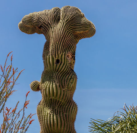 Not your normal Saguaro Even when saguaro cacti grow in their normal form, they rarely grow symmetrically. Saguaros sometimes grow in odd or misshapen forms. The growing tip occasionally produces a fan-like form which is referred to as crested or cristate. Though these crested saguaros are somewhat rare, over 25 have been found within the boundaries within one of the state parks in Tucson. Biologists disagree as to why some saguaros grow in this unusual form. Some speculate that it is a genetic mutation. Others say it is the result of a lightning strike or freeze damage. At this point we simply do not know what causes this rare, crested form. Carnegiea gigantea,Geotagged,Saguaro Carnegiea gigantea,Spring,United States