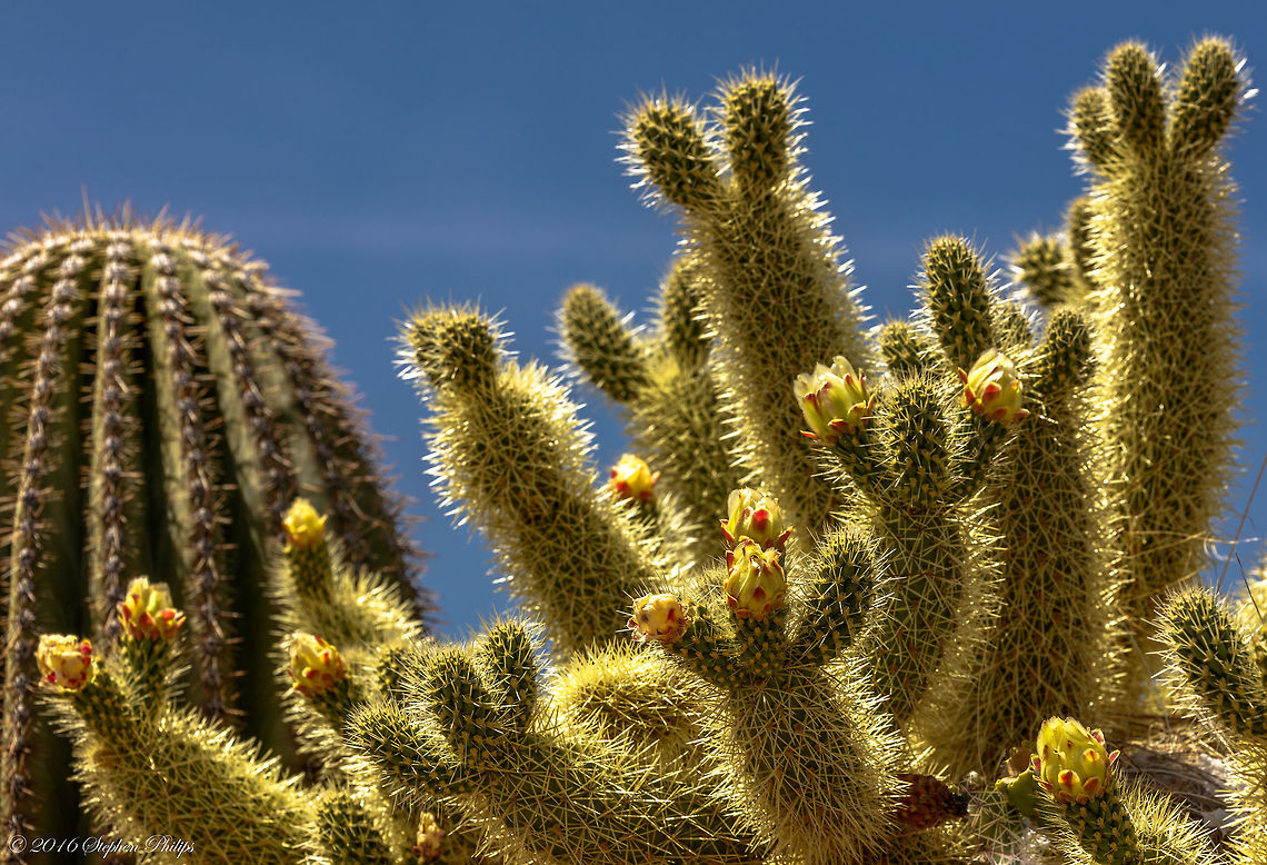 Teddy Bear Cholla Don&#039;t let the name fool you! This cholla is loaded with spines that will rip you up quicker than you can pull your hand away. The buds are just ready to open and hopefully I can go back and get them in full bloom. Cylindropuntia bigelovii,Cylindropuntia fulgida,Geotagged,Spring,Teddy-bear Cholla,United States