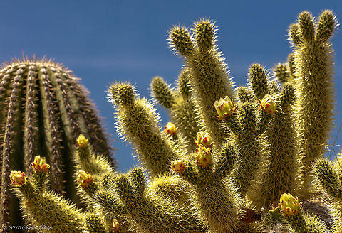 Teddy Bear Cholla Don't let the name fool you! This cholla is loaded with spines that will rip you up quicker than you can pull your hand away. The buds are just ready to open and hopefully I can go back and get them in full bloom. Cylindropuntia bigelovii,Cylindropuntia fulgida,Geotagged,Spring,Teddy-bear Cholla,United States