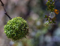 Gall Midge "Morphing the FLY" The Asphondylia auripila group (Diptera: Cecidomyiidae) consists of 15 closely related species of gall-inducing flies which inhabit creosote bush (Zygophyllaceae: Larrea tridentata). They have partitioned the plant ecologically with different gall midge species inhabiting the leaves, stems, buds, and flowers of creosote bush. Each species induces a uniquely shaped gall but the insects are otherwise morphologically very similar and very difficult to tell apart. Their life cycle begins when the female oviposits into the part of the plant which her species prefers, she inserts her egg along with a fungal spore from a mycangia (a small pocket to store fungal spores). A gall forms and the fungal mycelium grows to line the inside of the gall, when the egg hatches the developing larva feeds upon the fungus. Adult emergence is timed with periods of plant growth associated with winter, spring, or summer rain fall. In contrast to many other groups of plant-feeding insects (which form new species through changes to new host plants) the evolution of new species in the A. auripila group seems to be a result of colonizing new parts of the same plant and/or colonization of new seasons of plant growth. Creosote gall midge,Geotagged,Larrea tridentata,Spring,United States