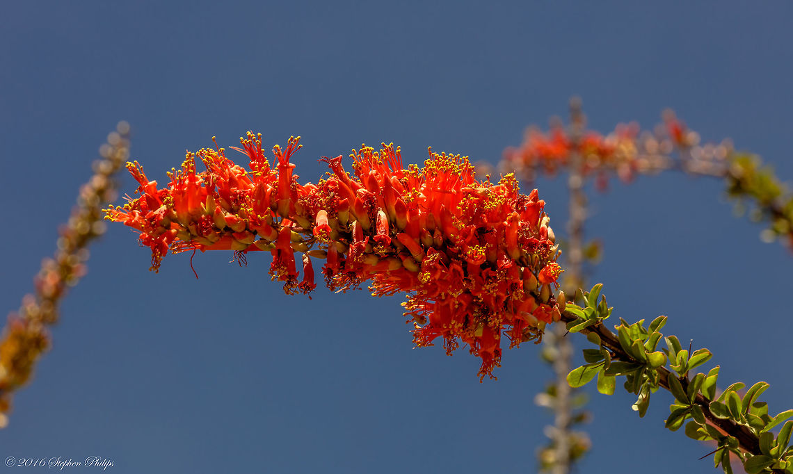 Ocotillo I posted an earlier image of this but couldn&#039;t resist the &quot;up close and personal&quot; view to share. Fouquieria splendens,Geotagged,Spring,United States