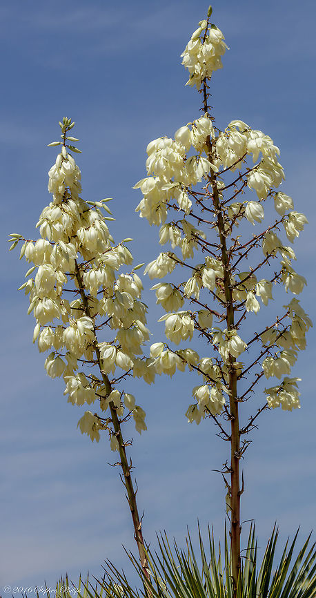 Yucca Thompson&rsquo;s yucca grows 6-12 feet high, treelike, with a trunk 5-8 inches in diameter. The trunk is usually unbranched. The leaves are narrow and stiff and grow in a radiating mass near the top; they are 8-24 inches long and about 1/2 inch wide in the middle. They gradually widen from the base to the middle, then narrow to a needlelike spine at the tip. The margins are horny, pale yellow, and more or less fine-toothed. The stout, 2-3 ft. flowering stalk holds a dense panicle of white flowers slightly above the foliage. Geotagged,Spring,United States,Yucca elata,Yucca thompsoniana,soaptree or palmella,yucca thompsoniana