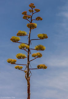 Maguey Agave This stock is approximately 15m tall. Once it produces its bloom it dies. It is nicknamed the "century" plant although it only takes 10 years or so to produce its bloom. Post bloom it does not recover. Agave americana,Century plant or maguey,Geotagged,Spring,United States