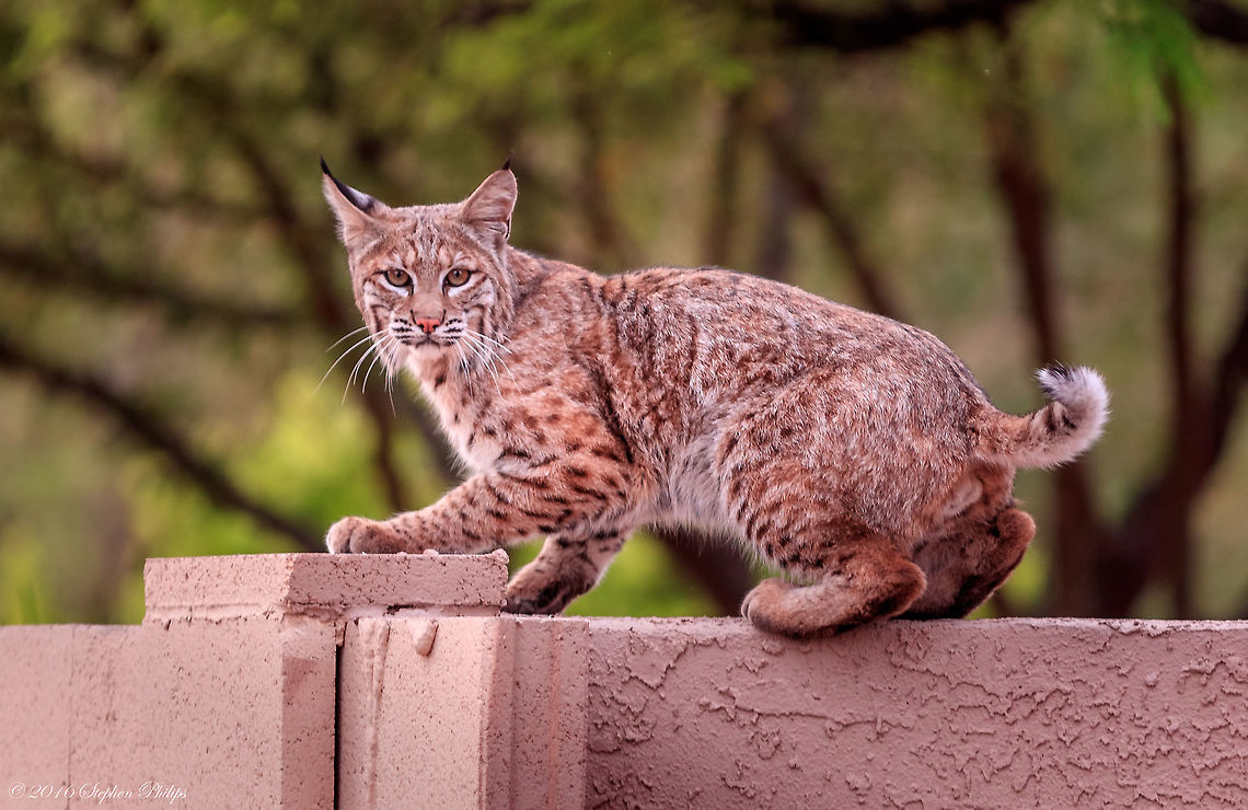 Lynx rufus Even though this is not how I would have liked to capture a &quot;wild bobcat&quot; It does represent a beautiful animal in the wild. We live on the outskirts of any real population and this guy comes through our development regularly. He is still as wild as they get and reflects a good diet and healthy environment that he has adopted to very well. There are plenty of birds and wild rabbits here which I don&#039;t think he has any trouble putting them on his plate. Bobcat,Geotagged,Lynx rufus,Spring,United States