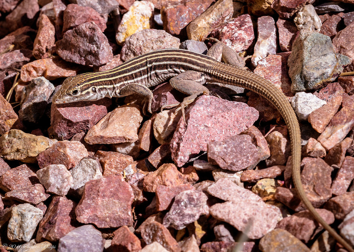 Aspidoscelis sonorae The Sonoran Spotted Whiptail (Aspidoscelis sonorae) is a moderate-sized whiptail (&lt; 93 mm SVL) with a dorsal pattern of 6 distinct light stripes on a brown to chocolate-brown background in both adults and juveniles.  The stripes may fade in the oldest individuals but always remain distinct on the neck.  In the dark fields between the dorsal stripes are small, light spots that usually do not overlap the stripes; although hatchlings and young juveniles lack spots.  Rarely, adults may show blue coloration on the head, neck, limbs, tail, and sides of the body. There are 5-8 scales between the paravertebral light stripes and 74-80 granular dorsal scales around the mid-body.  The mesoptychial scales (in the gular region of the throat) and postantebrachial scales (on the central rear surface of the forearm) are distinctly enlarged.  Typically there are three (sometimes more) enlarged preanal scales. Throughout life, the long tail is brown or tan, sometimes with faint orange hues, and sometimes with an olive tint towards the tip.  The dorsal surface of the hind limbs is mottled or may have dark stripes (but not with small light spots), especially in juveniles.  The venter is unmarked and cream-white.  The Sonoran Spotted Whiptail is an all-female, parthenogenetic species. Aspidoscelis sonorae,Geotagged,Sonoran Spotted Whiptail,Spring,United States