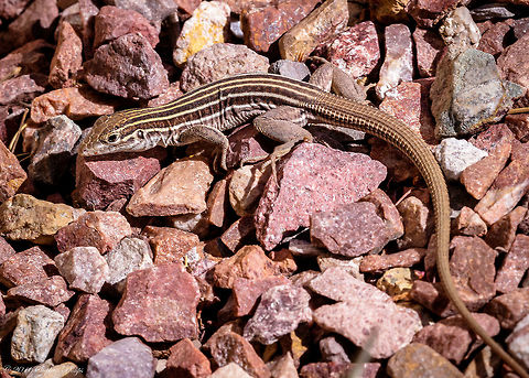 Sonoran Spotted Whiptail