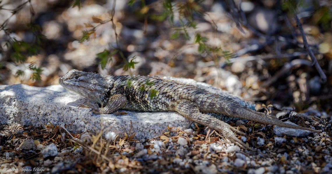 Twin-Spotted Spiny A large (up to about 142 mm or 5.6&quot; from snout to vent), stocky lizard with large, pointed, keeled, overlapping scales. Base coloration is gray, tan, or brown. Males have two longitudinal rows of dark blotches on the back. Yellow or orange scales are sporadically scattered on the sides of the body. A black wedge shape marks each shoulder. Males have two large, bright, blue-green patches on the belly and a blue-green patch on the throat. Belly and throat patches are faint or absent in females. Its large, black, wedge-shaped shoulder markings distinguish this lizard from many of Arizona&#039;s other Sceloporus. Its rows of dark blotches on the back (in adult males) distinguish this lizard from the Desert Spiny Lizard. Its lack of bars on the forelimbs distinguish it from Clark&#039;s Spiny Lizard. The similar Yarrow&#039;s Spiny Lizard has a complete collar. Geotagged,Sceloporus magister,Spring,United States