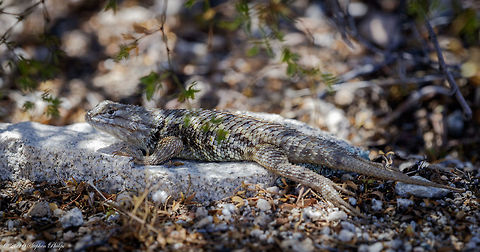 Twin-Spotted Spiny A large (up to about 142 mm or 5.6" from snout to vent), stocky lizard with large, pointed, keeled, overlapping scales. Base coloration is gray, tan, or brown. Males have two longitudinal rows of dark blotches on the back. Yellow or orange scales are sporadically scattered on the sides of the body. A black wedge shape marks each shoulder. Males have two large, bright, blue-green patches on the belly and a blue-green patch on the throat. Belly and throat patches are faint or absent in females. Its large, black, wedge-shaped shoulder markings distinguish this lizard from many of Arizona's other Sceloporus. Its rows of dark blotches on the back (in adult males) distinguish this lizard from the Desert Spiny Lizard. Its lack of bars on the forelimbs distinguish it from Clark's Spiny Lizard. The similar Yarrow's Spiny Lizard has a complete collar. Geotagged,Sceloporus magister,Spring,United States