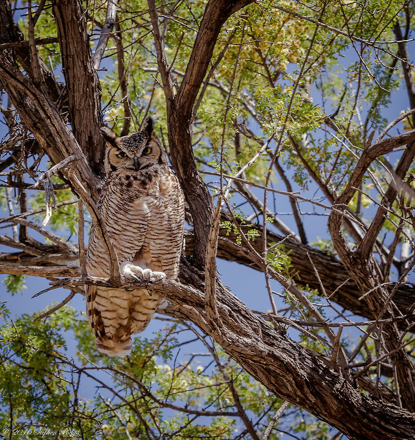 Great Horned Owl II I was fortunate enough to spot another owl today in an area about 10 miles from my house. This one with its mate was perched in the thick of a mesquite tree. The mate flew off and I wasn't able to move fast enough for a "in flight" shot that was in focus. Bubo virginianus,Geotagged,Great Horned Owl,Spring,United States