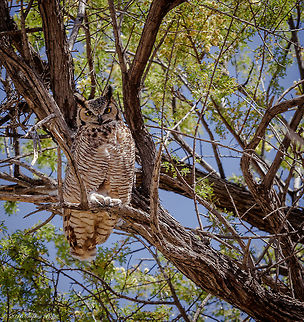 Great Horned Owl II I was fortunate enough to spot another owl today in an area about 10 miles from my house. This one with its mate was perched in the thick of a mesquite tree. The mate flew off and I wasn't able to move fast enough for a "in flight" shot that was in focus. Bubo virginianus,Geotagged,Great Horned Owl,Spring,United States