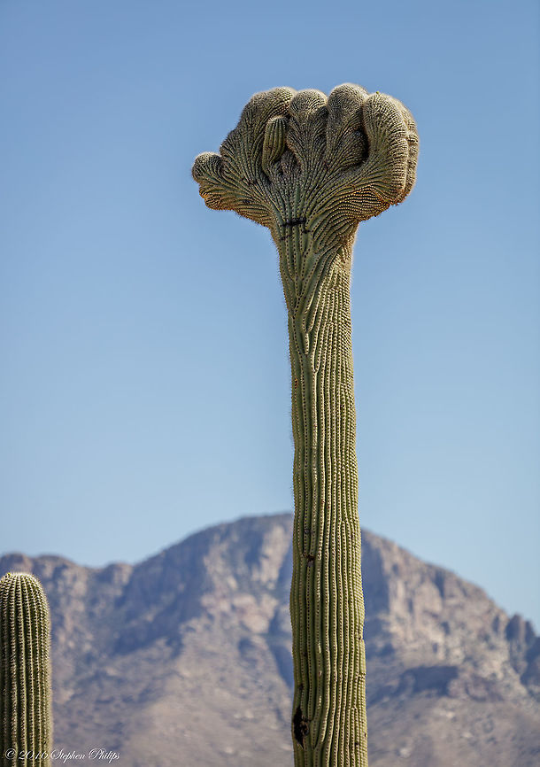 Another Crested! I have only seen these in pictures until this week. Two back to back...<br />
<br />
Even when saguaro cacti grow in their normal form, they rarely grow symmetrically. Saguaros sometimes grow in odd or misshapen forms. The growing tip occasionally produces a fan-like form which is referred to as crested or cristate. Though these crested saguaros are somewhat rare, over 25 have been found within the boundaries of one of our state parks in Tucson. Biologists disagree as to why some saguaros grow in this unusual form. Some speculate that it is a genetic mutation. Others say it is the result of a lightning strike or freeze damage. At this point we simply do not know what causes this rare, crested form. Carnegiea gigantea,Geotagged,Saguaro Carnegiea gigantea,Spring,United States