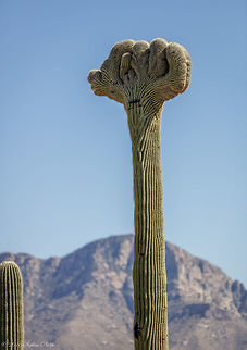 Another Crested! I have only seen these in pictures until this week. Two back to back...

Even when saguaro cacti grow in their normal form, they rarely grow symmetrically. Saguaros sometimes grow in odd or misshapen forms. The growing tip occasionally produces a fan-like form which is referred to as crested or cristate. Though these crested saguaros are somewhat rare, over 25 have been found within the boundaries of one of our state parks in Tucson. Biologists disagree as to why some saguaros grow in this unusual form. Some speculate that it is a genetic mutation. Others say it is the result of a lightning strike or freeze damage. At this point we simply do not know what causes this rare, crested form. Carnegiea gigantea,Geotagged,Saguaro Carnegiea gigantea,Spring,United States
