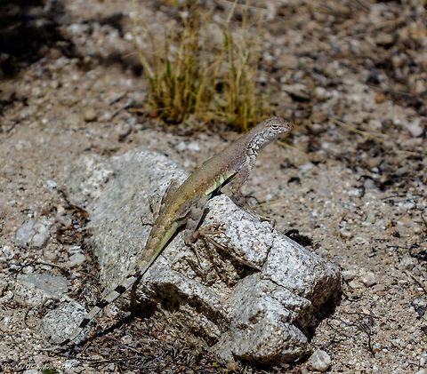 Zebra Tail A medium-sized (up to 102 mm or 4" from snout to vent), tan to yellowish tan lizard with long, slender limbs and a flattened tail. Two longitudinal rows of small gray-brown spots run down the middle of the back. The upper surfaces of the body are often marked with numerous cream spots or flecks. The back of each thigh is marked with a distinct, dark, horizontal line. The tail is marked with gray-brown bands that become black on the underside where they sharply contrast with the white background. The groin and lower sides are often tinted yellow. There are two dark bars on each side of the belly that extend up onto the sides just behind the forelimbs. On males the belly bars are surrounded by patches of blue and sometimes yellow and orange. A pink or peach spot often marks the throat. On females bars are faint or lacking. The body scales are small and granular. The external ear openings and forward position of its side bars distinguish this lizard from the similar looking Greater Earless Lizard.   Callisaurus draconoides,Geotagged,Spring,United States