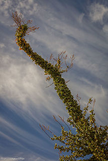 Boojum Tree Boojum Tree, (Idria columnaris), tree that is the only species of its genus, in the family Fouquieriaceae. The boojum tree is an unusual plant found native only in the deserts of Baja California and Sonora, Mexico. Fancifully, it resembles a slender upside-down carrot, up to 15 metres (50 feet) tall and covered with spiny twigs that bear yellowish flowers in hanging clusters. As with its relative the ocotillo, the small leaves fall early, leaving the greenish stems to carry out food-producing photosynthesis. The swollen trunk base is often hollow and provides a habitat for honeybees; the wood is somewhat spongy and retains water. The boojum tree is sometimes planted in southern California and Arizona as a landscape curiosity; small plants can be grown indoors. Boojum Tree,Fouquieria columnaris,Geotagged,Spring,United States