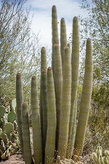 Organ Pipe Cactus The desert west of Tucson is about the hottest and driest in the USA. Much of the land is within the boundaries of the huge Barry M. Goldwater Air Force Gunnery Range and closed to the public but another large tract is given over to an Indian reservation, home of the Tohono O'Odham people. The whole area is quite densely covered by various types of cactus including the ubiquitous saguaro, sacred to the local tribe, and the much rarer organ pipe (stenocereus thurberi), which grows only in the far south of the state and particularly strongly in the Organ Pipe Cactus National Monument, an extensive section of pristine desert bordering Mexico. Geotagged,Organpipe cactus,Spring,Stenocereus thurberi,United States