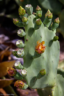 Indian Fig Prickly Pear The prickly pear cactus was and is a staple in the diets of many indigenous peoples of the southwestern United States and Mexico. While it is now grown throughout the dry regions of southern Europe, it is believed that all species of prickly pear cacti originated in North America where it became a valued source of food and medicine for centuries of people. Geotagged,Opuntia ficus-indica,Spring,United States