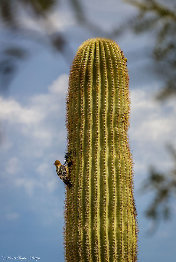 Gila Woodpecker Not the best representation of this species, I will try to obtain a better capture to present a full headshot but this is all I have for now!<br />
The Gila woodpecker eats beetles, grasshoppers, ants, fruits from saguaro cactus and berries, including mistletoe.  Geotagged,Melanerpes uropygialis,Spring,United States,gila woodpecker