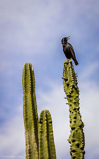 Common Starling... not often presented on a cactus This caught my attention as I thought it was unique to see such a common bird found all over the world perched atop a cactus arm in the desert. Common Starling,Geotagged,Spring,Sturnus vulgaris,United States
