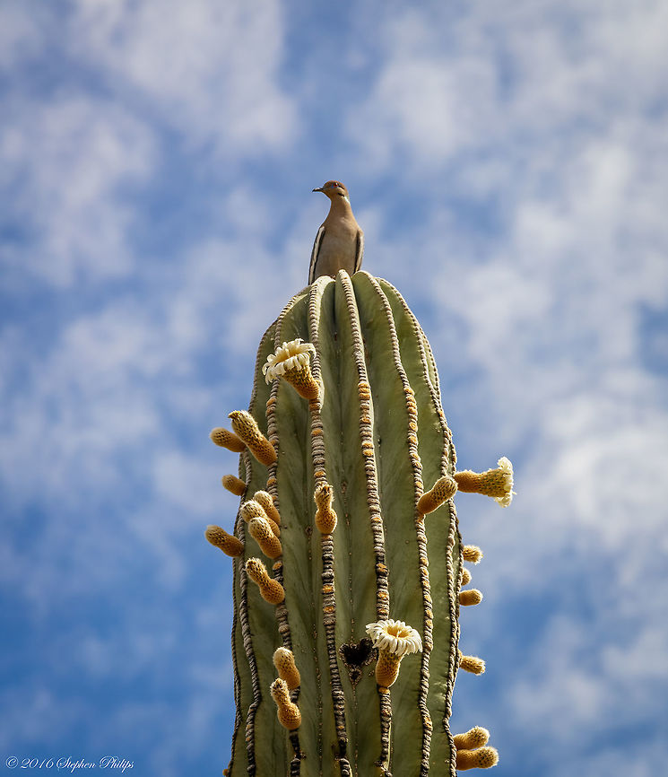 Cardon in Bloom The cardón cactus (Pachycereus pringlei) is the world's largest cactus. There are about 1200 species of cactus, all of them native to the Americas. The cardón is nearly endemic to the deserts of the Baja California peninsula. Some of the largest cardones have been measured at nearly 21 meters (70 feet) high and weigh up to 25 tons. These very slow growing plants are also extremely long-lived, and many specimens live well over 300 years. ''Cardo'' means ''thistle'' in Spanish. It is said that when Hernando Cortes attempted to establish a settlement in Baja in 1535, the many spiny cacti earned it the name ''Isla de Cardón'', because at the time, they believed the peninsula was an island. In Latin, ''pachy'' means thick and ''cereus'' means waxy. One has only to see the thick arms of this pale gray-green, waxy skinned cactus to understand what the traveling American botanist, Cyrus Pringle, meant when he named the species. Geotagged,Pachycereus pringlei,Spring,United States