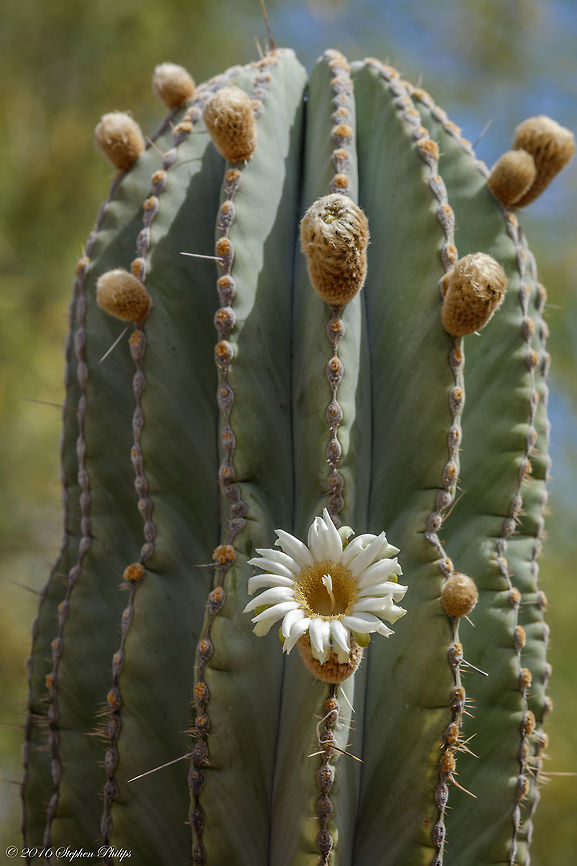 Cardon II Here is a better view of the blossom. I have a full stock view on my gallery with information regarding this cactus. Geotagged,Pachycereus pringlei,Spring,United States