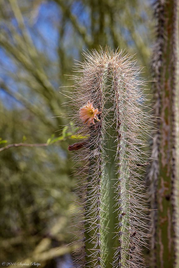 Pilocereus schottii in Bloom This cactus comes in a couple of different varieties. The other image in my gallery shows the needles forming a beard like appearance while this one is a little less full it still bears the appearance of hair growth. Geotagged,Pachycereus schottii,Spring,United States