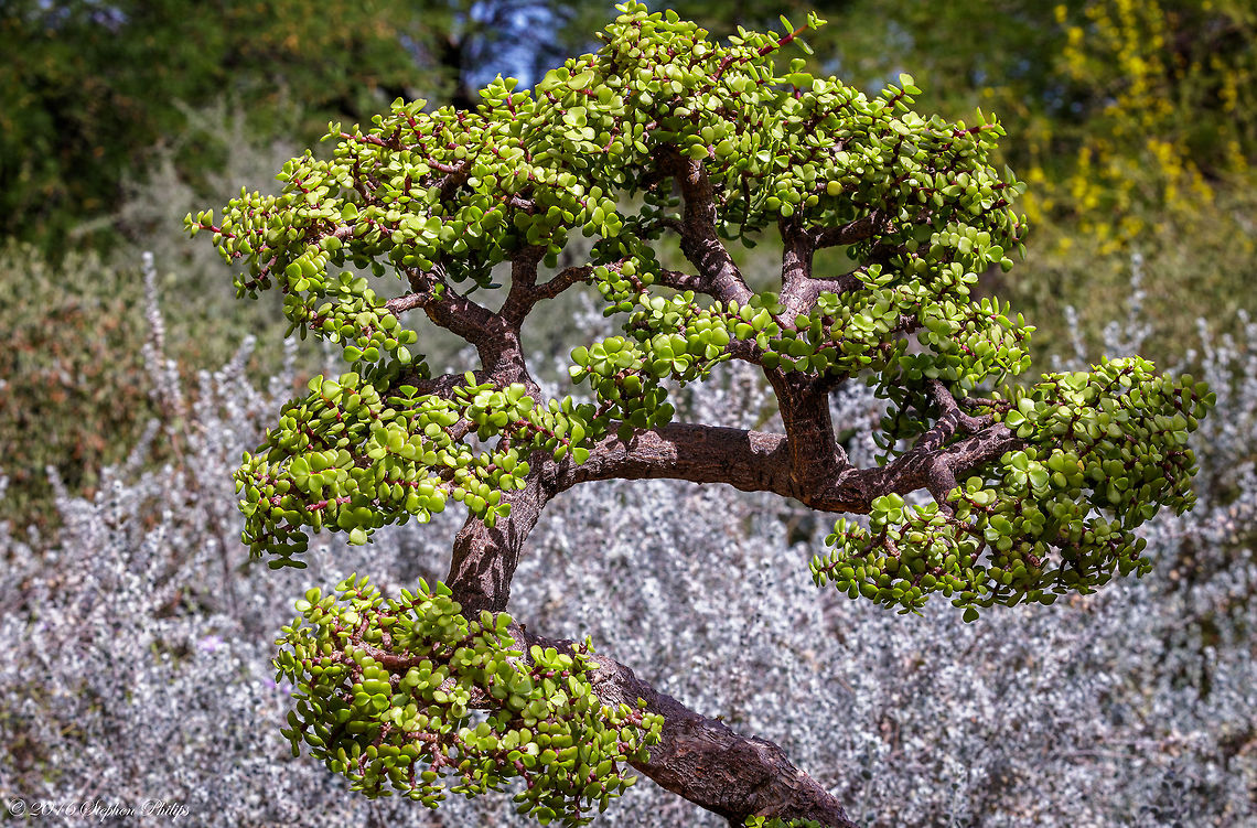 Elephant Bush "Bonsai style" Portulacaria afra, or Elephant Bush, is native to South Africa. In nature they will reach 12 feet (4 m) in height with an equal spread. In containers, they will stay much smaller and their size is easily controlled with selective pruning and pot size. The attractive reddish-brown stems with dark green &frac34; inch (2 cm) leaves make a great bonsai plant with very little care involved. They are hardy in USDA zones 10-11 where they are used as hedges. Geotagged,Portulacaria afra,Spring,United States