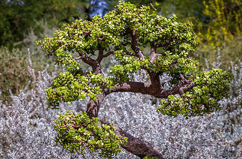 Elephant Bush "Bonsai style" Portulacaria afra, or Elephant Bush, is native to South Africa. In nature they will reach 12 feet (4 m) in height with an equal spread. In containers, they will stay much smaller and their size is easily controlled with selective pruning and pot size. The attractive reddish-brown stems with dark green &frac34; inch (2 cm) leaves make a great bonsai plant with very little care involved. They are hardy in USDA zones 10-11 where they are used as hedges. Geotagged,Portulacaria afra,Spring,United States