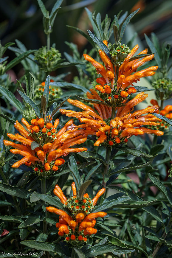 Lions Tail This upright shrub from South Africa has bright eye-catching orange flowers. A single lion's tail works well as a late summer/early fall  garden focal point. The flowers can also be stunning in a flower arrangement. From a design standpoint, we don't recommend massing a large number of lion's tail plants because the strong color can overwhelm a garden. Geotagged,Leonotis leonurus,Spring,United States