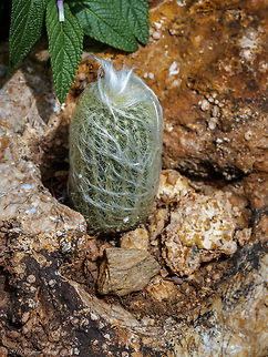 Cephalocereus senilis