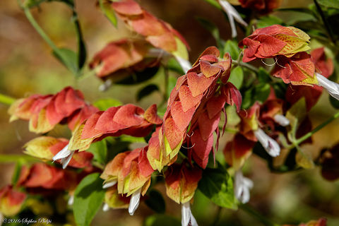 Shrimp Plant With its nickname "Shrimp Plant" it is easy to see how this plant received its name. Truly amazing how this resembles a shrimp. I thought how it could be used as a lure for fishing coastal waters. Geotagged,Justicia brandegeeana,Spring,United States