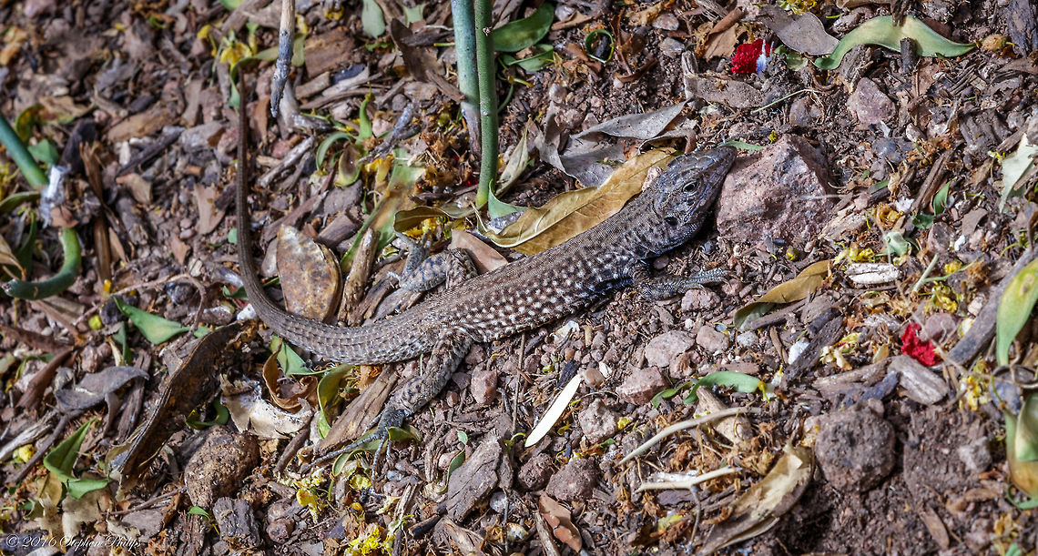 Whiptail The western whiptail is widely distributed but uncommon over much of its range in California, except in desert regions where it is abundant in suitable habitats. The species is found throughout the state except in the humid northwest, along the humid outer Coast Ranges, or mountainous regions above 2290 m (7500 ft). Also absent from much of the northern part of the Central Valley (Montanucci 1968). The western whiptail occurs in a variety of habitats including valley-foothill hardwood, valley-foothill hardwood-conifer, valley-foothill riparian, mixed conifer, pinyon-juniper, chamise-redshank chaparral, mixed chaparral, desert riparian, desert scrub, desert wash, alkali scrub, and annual grassland.  Aspidoscelis tigris,Geotagged,Spring,United States,Western Whiptail