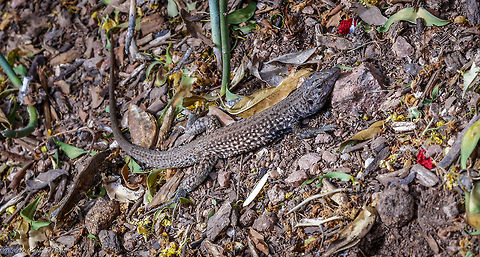 Western Whiptail