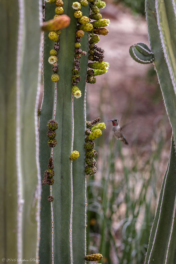 "The Pollinator" Hummingbirds are the top pollinators for these Organ Pipe Cactus. This one just happened to come by at the right time to get into the image. Geotagged,Organpipe cactus,Spring,Stenocereus thurberi,United States