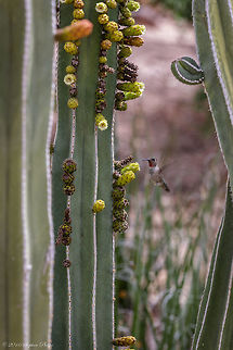 "The Pollinator" Hummingbirds are the top pollinators for these Organ Pipe Cactus. This one just happened to come by at the right time to get into the image. Geotagged,Organpipe cactus,Spring,Stenocereus thurberi,United States