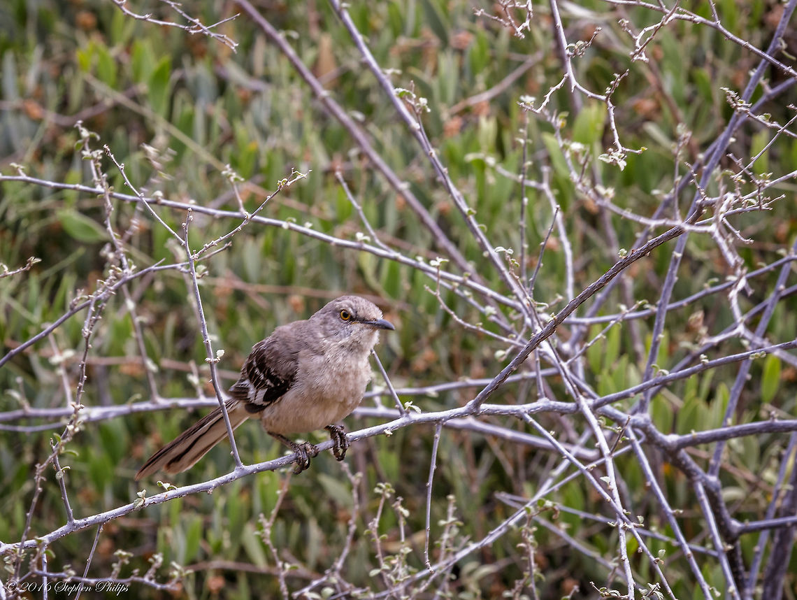 Mockingbird of Arizona A common bird that mimics other birds. If you have not heard the multitude of songs that this bird can produce you truly can't appreciate it for what it can do. Appearances are fairly generic but its voice is truly beautiful. Geotagged,Mimus polyglottos,Northern Mockingbird,Spring,United States