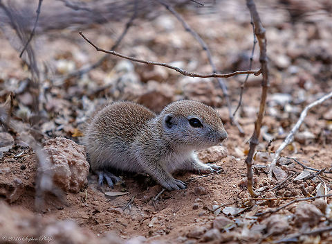 Round Tail Squirrel The round-tailed ground squirrel is a social animal. Although it resembles a tiny prairie dog, and shares some of its habits, the two animals are not related. The round-tailed ground squirrel is light beige colored with a long, black tipped tail. It weighs only 6 or 7 ounces (170-200 g). Geotagged,Round-tailed ground squirrel,Spring,United States,Xerospermophilus tereticaudus