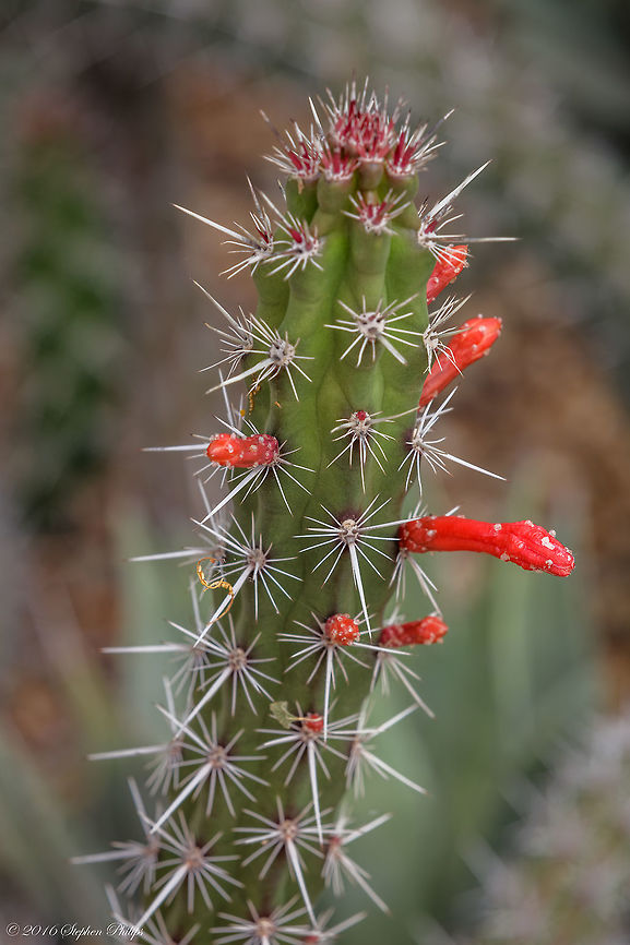The Dagger Cactus Unfortunately I missed the blossom that will be coming out in a week or so but still a gorgeous red beginning to what will certainly be spectacular! Geotagged,Spring,Stenocereus griseus,United States
