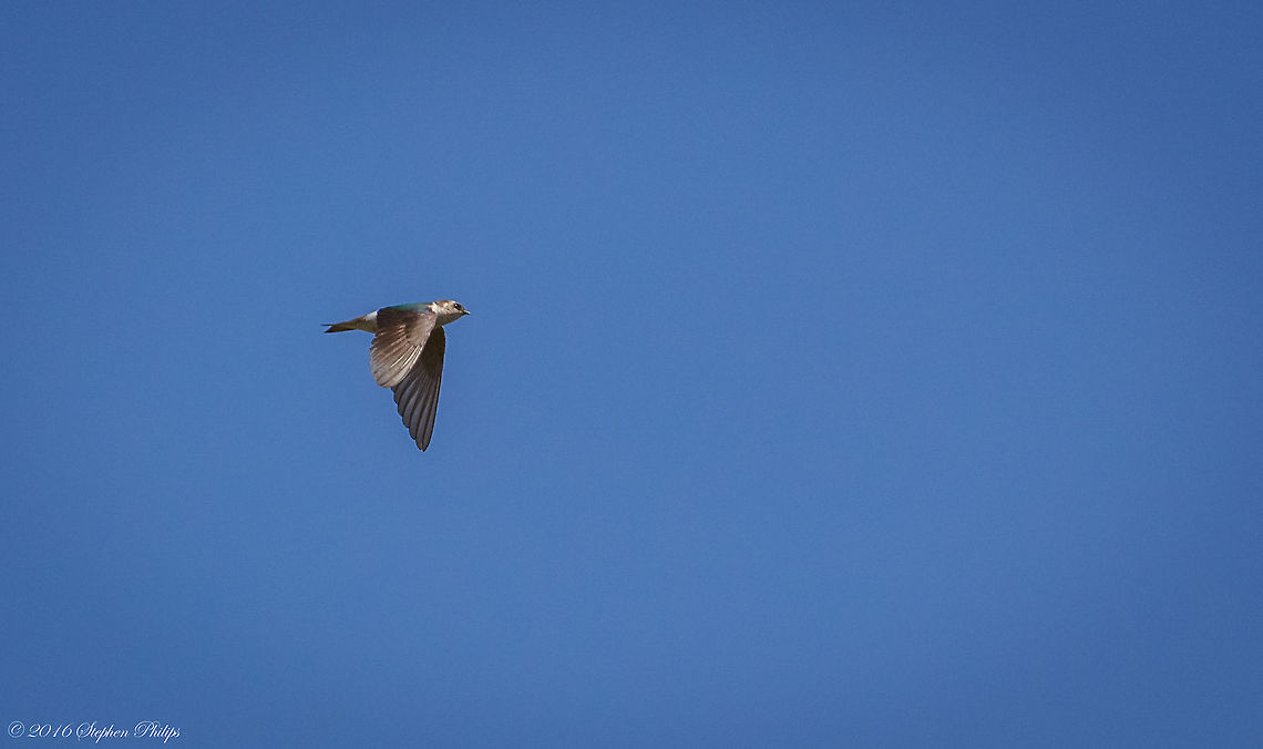 Violet-Green Swallow This was arguably the hardest bird in flight that I have ever attempted to capture. These swallows are extremely fast, acrobatic, and erratic in their flight patterns. They feed on small flying insects and dart around trying to catch them at high rates of speed above waterways. I took at least 100 images and was fortunate enough to retain 5 semi "keepers". Geotagged,Spring,Tachycineta thalassina,United States,Violet-green swallow