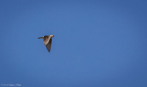 Violet-Green Swallow This was arguably the hardest bird in flight that I have ever attempted to capture. These swallows are extremely fast, acrobatic, and erratic in their flight patterns. They feed on small flying insects and dart around trying to catch them at high rates of speed above waterways. I took at least 100 images and was fortunate enough to retain 5 semi "keepers". Geotagged,Spring,Tachycineta thalassina,United States,Violet-green swallow