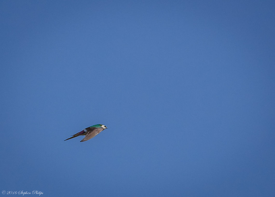 Violet-Green Swallow II This was arguably the hardest bird in flight that I have ever attempted to capture. These swallows are extremely fast, acrobatic, and erratic in their flight patterns. They feed on small flying insects and dart around trying to catch them at high rates of speed above waterways. I took at least 100 images and was fortunate enough to retain 5 semi "keepers". Geotagged,Spring,Tachycineta thalassina,United States,Violet-green swallow