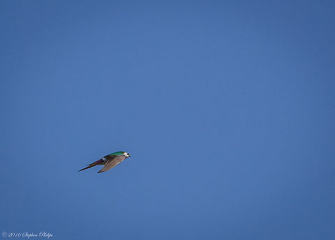 Violet-Green Swallow II This was arguably the hardest bird in flight that I have ever attempted to capture. These swallows are extremely fast, acrobatic, and erratic in their flight patterns. They feed on small flying insects and dart around trying to catch them at high rates of speed above waterways. I took at least 100 images and was fortunate enough to retain 5 semi "keepers". Geotagged,Spring,Tachycineta thalassina,United States,Violet-green swallow
