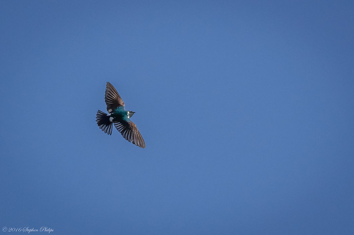Violet-Green Swallow III This was arguably the hardest bird in flight that I have ever attempted to capture. These swallows are extremely fast, acrobatic, and erratic in their flight patterns. They feed on small flying insects and dart around trying to catch them at high rates of speed above waterways. I took at least 100 images and was fortunate enough to retain 5 semi &quot;keepers&quot;. Geotagged,Spring,Tachycineta thalassina,United States,Violet-green swallow