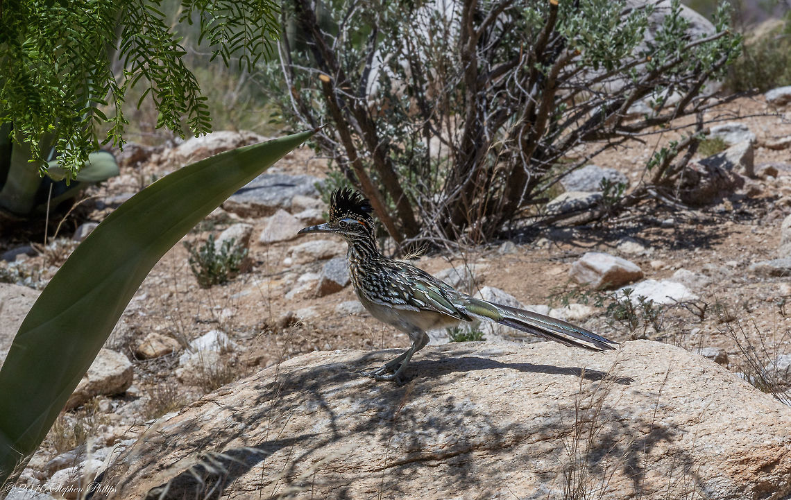 Roadrunner The legendary roadrunner bird is famous for its distinctive appearance, its ability to eat rattlesnakes and its preference for scooting across the American deserts, as popularized in Warner Bros. cartoons.<br />
<br />
The roadrunner is a large, black-and-white, mottled ground bird with a distinctive head crest. It has strong feet, a long, white-tipped tail and an oversized bill.<br />
<br />
It ranges in length from 20 to 24 inches from the tip of its tail to the end of its beak. It is a member of the Cuckoo family (Cuculidae), characterized by feet with 2 forward toes and 2 behind.<br />
<br />
When the roadrunner senses danger or is traveling downhill, it flies, revealing short, rounded wings with a white crescent. But it cannot keep its large body airborne for more than a few seconds, and so prefers walking or running (up to 17 miles per hour) usually with a clownish gait. Geococcyx californianus,Geotagged,Greater Roadrunner,Spring,United States