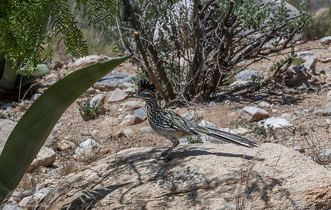 Roadrunner The legendary roadrunner bird is famous for its distinctive appearance, its ability to eat rattlesnakes and its preference for scooting across the American deserts, as popularized in Warner Bros. cartoons.

The roadrunner is a large, black-and-white, mottled ground bird with a distinctive head crest. It has strong feet, a long, white-tipped tail and an oversized bill.

It ranges in length from 20 to 24 inches from the tip of its tail to the end of its beak. It is a member of the Cuckoo family (Cuculidae), characterized by feet with 2 forward toes and 2 behind.

When the roadrunner senses danger or is traveling downhill, it flies, revealing short, rounded wings with a white crescent. But it cannot keep its large body airborne for more than a few seconds, and so prefers walking or running (up to 17 miles per hour) usually with a clownish gait. Geococcyx californianus,Geotagged,Greater Roadrunner,Spring,United States