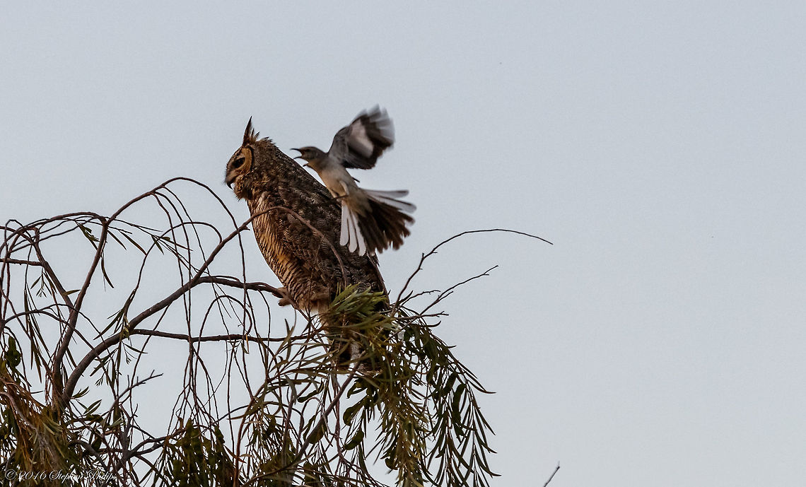 David and Goliath Not the clearest of images but the objective was to get the shot. At dusk this mockingbird was showing some protective behavior that makes the image interesting. Evidently there was some mockingbird nest protection going on that incited some pretty bold attacks by this seemingly mismatched bout. This is 1 of 3 I am going to post. The aggression went on for about 5 minutes until Mr. Goliath flew off after the mockingbird repeatedly pounded the owl in the head and back. Geotagged,Mimus polyglottos,Northern Mockingbird,Spring,United States