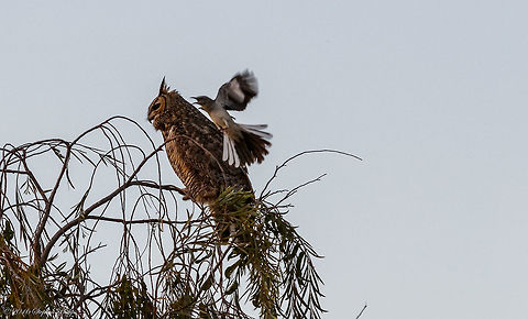 David and Goliath Not the clearest of images but the objective was to get the shot. At dusk this mockingbird was showing some protective behavior that makes the image interesting. Evidently there was some mockingbird nest protection going on that incited some pretty bold attacks by this seemingly mismatched bout. This is 1 of 3 I am going to post. The aggression went on for about 5 minutes until Mr. Goliath flew off after the mockingbird repeatedly pounded the owl in the head and back. Geotagged,Mimus polyglottos,Northern Mockingbird,Spring,United States