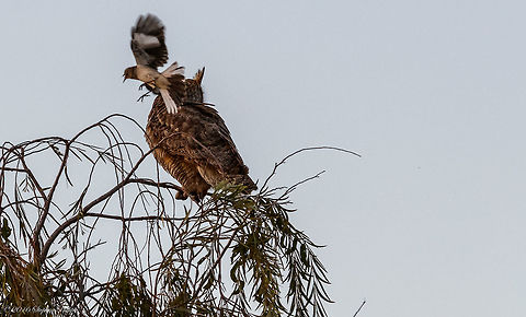 David and Goliath II Not the clearest of images but that wasn't the objective. At dusk this mockingbird was showing some protective behavior that makes the image interesting. Evidently there was some mockingbird nest protection going on that incited some pretty bold attacks by this seemingly mismatched bout. This is 2 of 3 I am going to post. The aggression went on for about 5 minutes until Mr. Goliath flew off after the mockingbird repeatedly pounded the owl in the head and back. Geotagged,Mimus polyglottos,Northern Mockingbird,Spring,United States