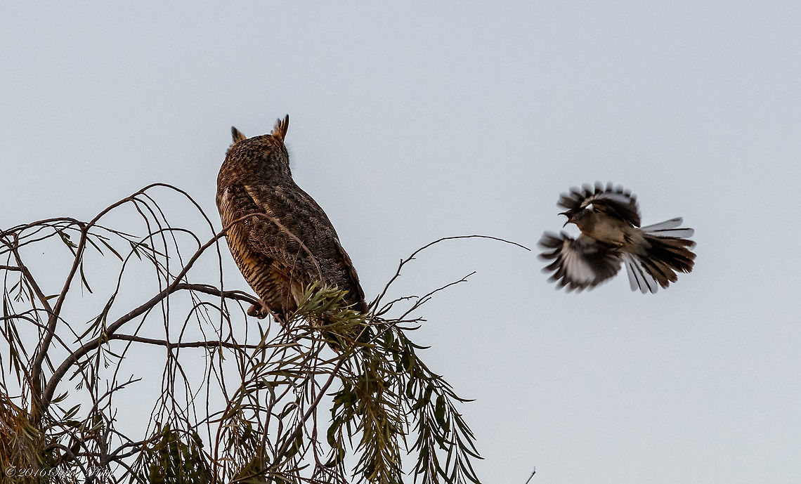 David and Goliath III Not the clearest of images but that wasn't the objective. At dusk this mockingbird was showing some protective behavior that makes the image interesting. Evidently there was some mockingbird nest protection going on that incited some pretty bold attacks by this seemingly mismatched bout. This is 3 of 3 I am going to post. The aggression went on for about 5 minutes until Mr. Goliath flew off after the mockingbird repeatedly pounded the owl in the head and back. Geotagged,Mimus polyglottos,Northern Mockingbird,Spring,United States