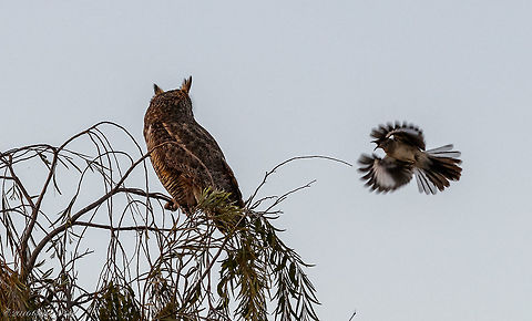 David and Goliath III Not the clearest of images but that wasn't the objective. At dusk this mockingbird was showing some protective behavior that makes the image interesting. Evidently there was some mockingbird nest protection going on that incited some pretty bold attacks by this seemingly mismatched bout. This is 3 of 3 I am going to post. The aggression went on for about 5 minutes until Mr. Goliath flew off after the mockingbird repeatedly pounded the owl in the head and back. Geotagged,Mimus polyglottos,Northern Mockingbird,Spring,United States